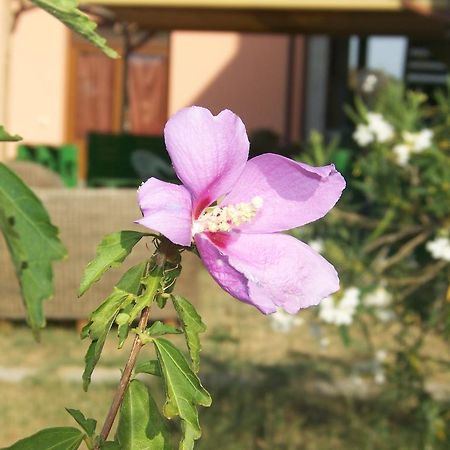 Agriturismo La Nocciolina Venturina Terme Ngoại thất bức ảnh