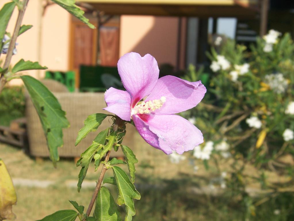 Agriturismo La Nocciolina Venturina Terme Ngoại thất bức ảnh